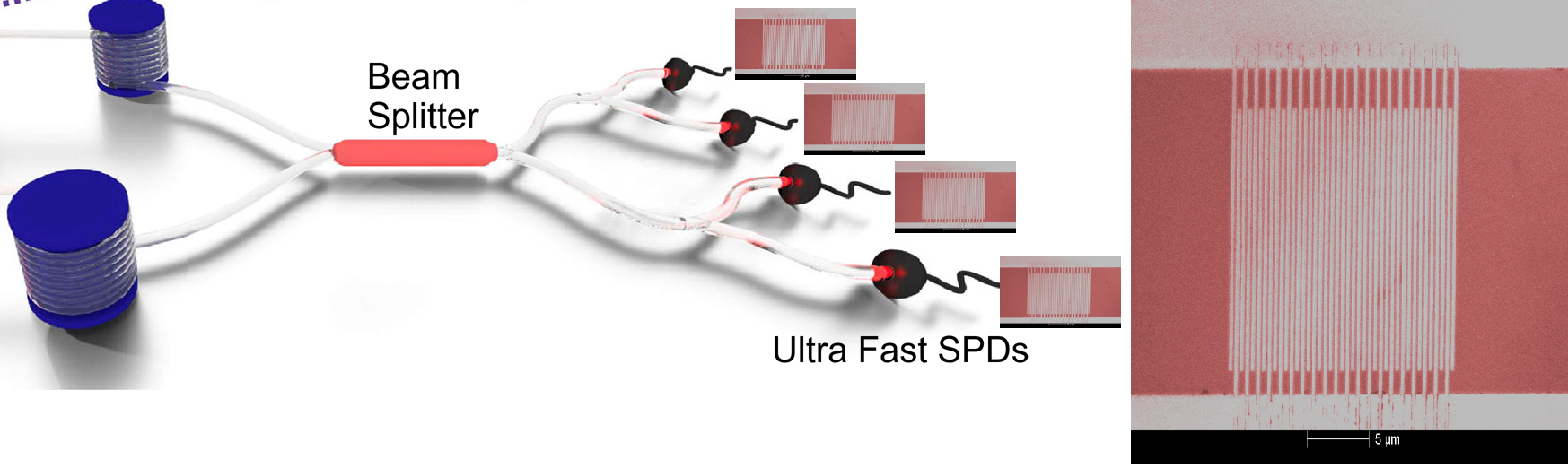 Schematic (left) and scanning electron microscope image (right, scale bar 5 μm) of waveguide-integrated ultra-fast superconducting nanowire single-photon detectors (SNSPDs) coupled to a beam splitter on a photonic chip.