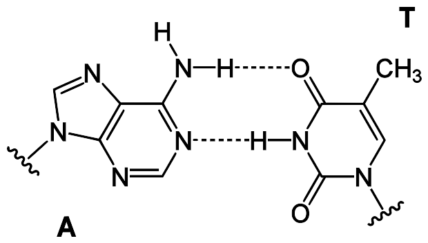 File:Base pair AT.svg